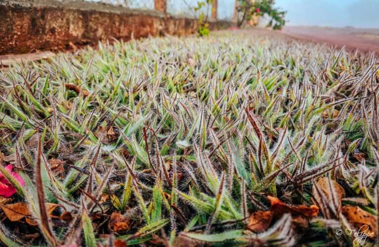 pirassununga-registra-5oc-neste-domingo;-veja-previsao-para-os-proximos-dias