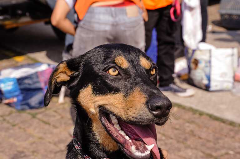 pirassununga-tera-evento-de-conscientizacao-sobre-cancer-em-animais