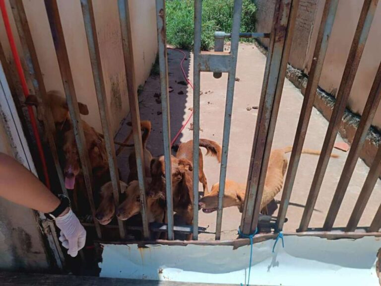 gcm-salva-caes-em-situacao-de-maus-tratos