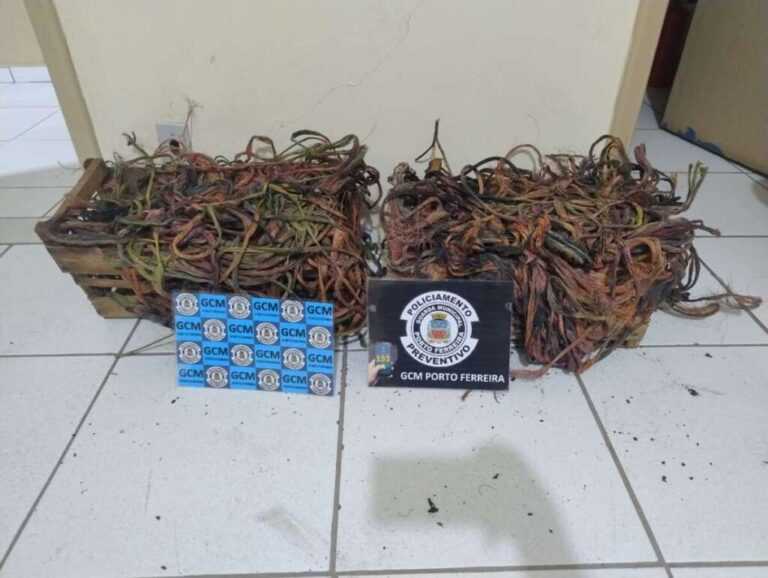 gcm-de-porto-ferreira-detem-suspeitos-queimando-fios-de-cobre.-nova-‘paulada’-no-trafico-de-drogas