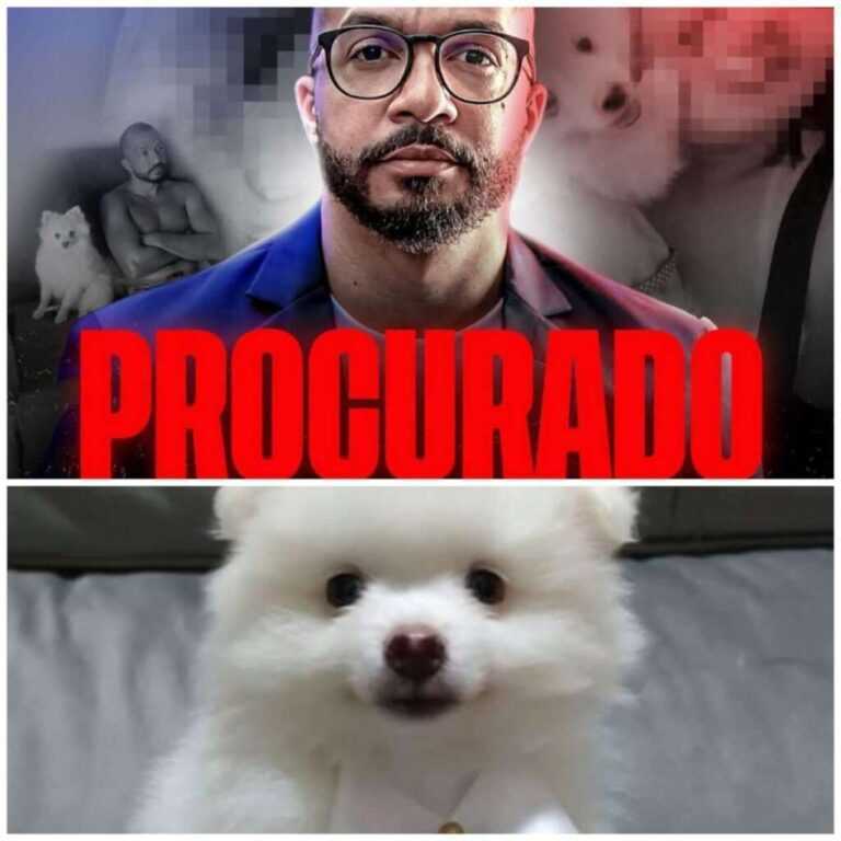 Polícia procura através do “monstro” que assassinou cachorrinho em Porto Ferreira policia-procura-pelo-“monstro”-que-assassinou-cachorrinho-em-porto-ferreira